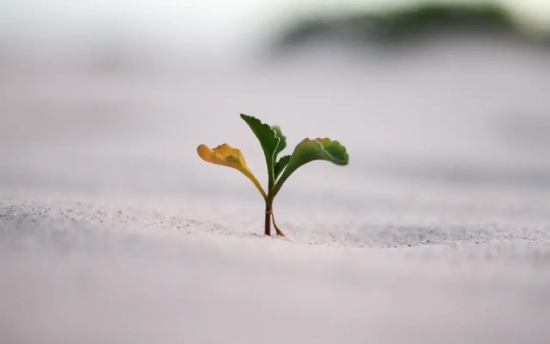 L’arte di decidere si impara