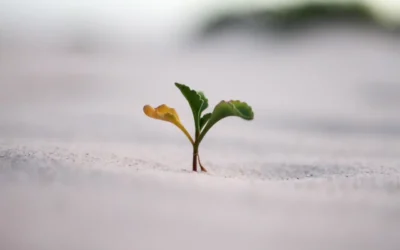 L’arte di decidere si impara